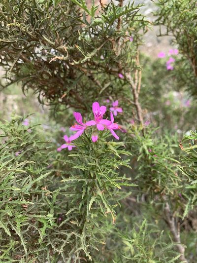 Pelargonium denticulatum, photographed by Dave Richardson