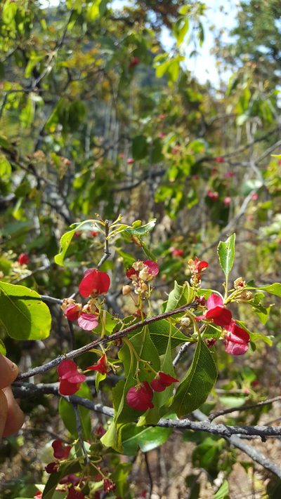 Wimmeria persicifolia, photographed by Eugenio Padilla