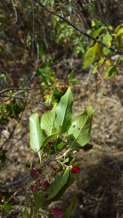 Wimmeria persicifolia, photographed by Eugenio Padilla