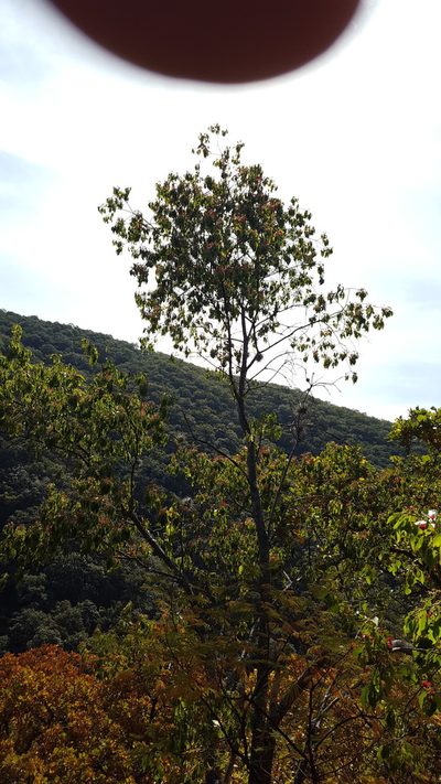 Wimmeria persicifolia, photographed by Eugenio Padilla
