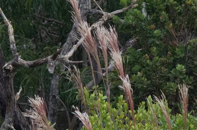 Andropogon bicornis, photographed by Niki Robertson