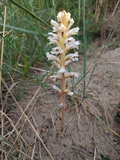 Orobanche picridis, photographed by Michel Langeveld