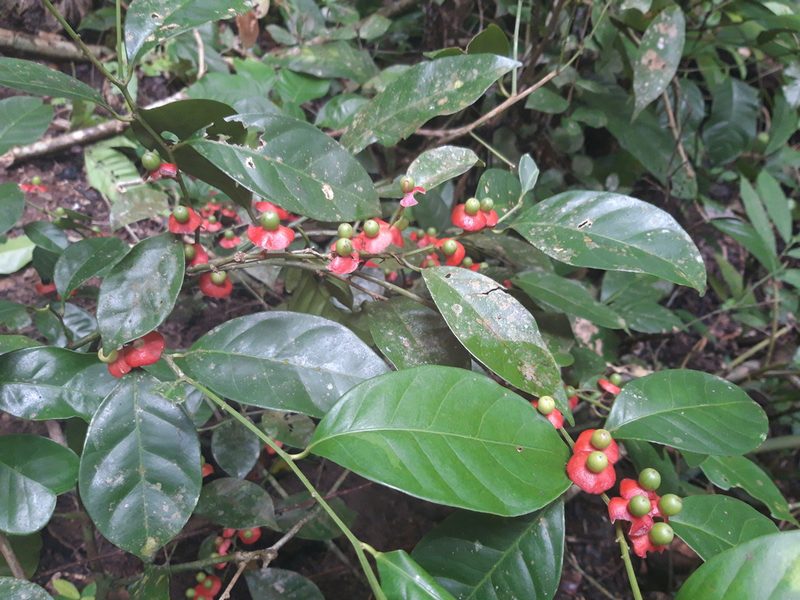 Heisteria acuminata, photographed by keesgroenendijk