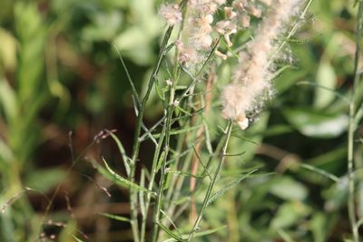 Pterocaulon virgatum, photographed by Rich Sommer