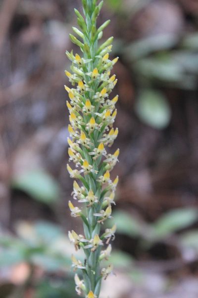Galeoglossum tubulosum, photographed by Eugenio Padilla