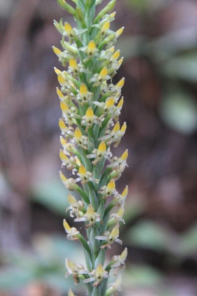 Galeoglossum tubulosum, photographed by Eugenio Padilla