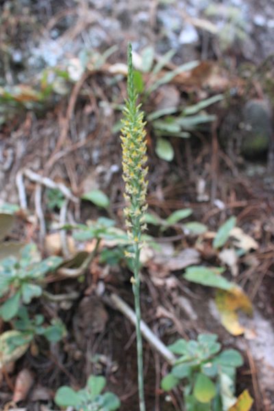 Galeoglossum tubulosum, photographed by Eugenio Padilla