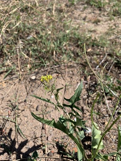 Sisymbrium capense, photographed by Dave Richardson