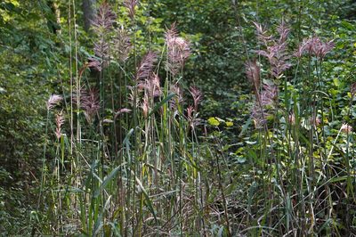 Erianthus giganteus, photographed by stephen