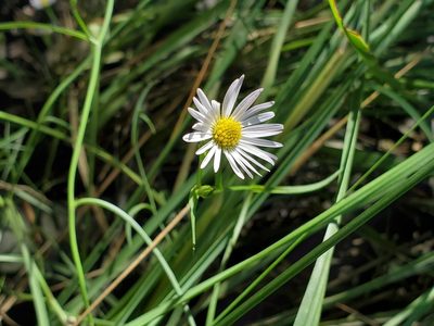 Symphyotrichum tenuifolium, photographed by Tom Field