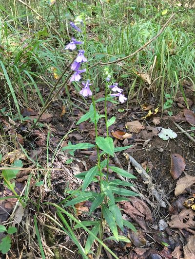 Lobelia amoena, photographed by Becky Dill