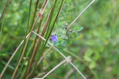 Hydrolea ovata, photographed by Rich Sommer