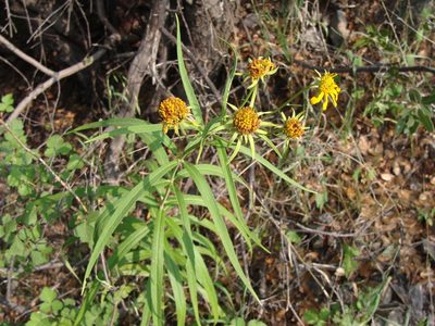 Verbesina longifolia, photographed by Alexis López Hernández
