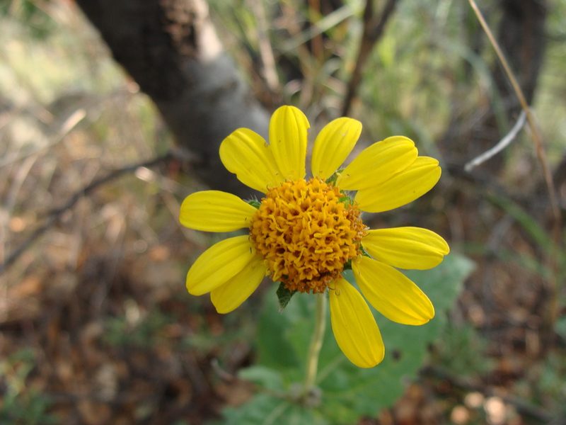 Lasianthaea podocephala, photographed by Alexis López Hernández
