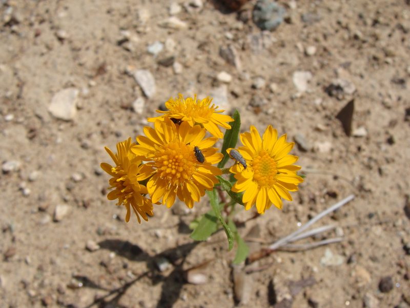 Xanthocephalum gymnospermoides, photographed by Alexis López Hernández