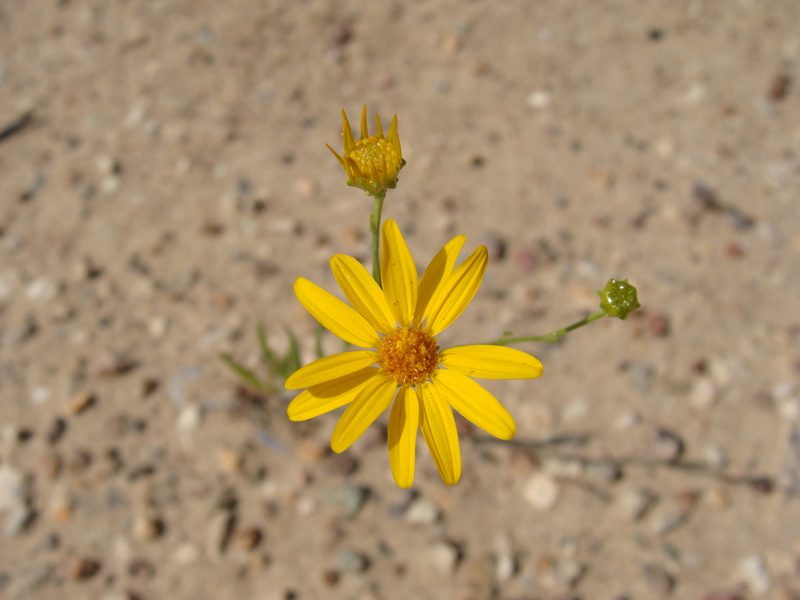 Gutierrezia wrightii, photographed by Alexis López Hernández