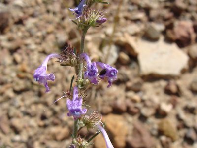 Ipomopsis thurberi, photographed by Alexis López Hernández
