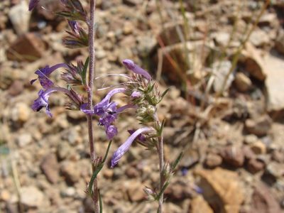 Ipomopsis thurberi, photographed by Alexis López Hernández