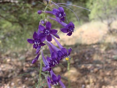Ipomopsis thurberi, photographed by Alexis López Hernández