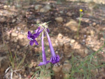 Ipomopsis thurberi, photographed by Alexis López Hernández