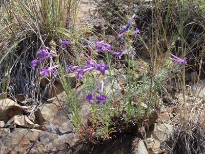 Ipomopsis thurberi, photographed by Alexis López Hernández