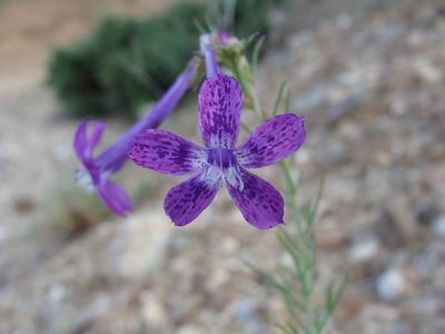Ipomopsis thurberi, photographed by Alexis López Hernández