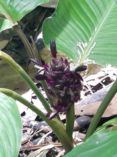 Goeppertia latifolia, photographed by keesgroenendijk
