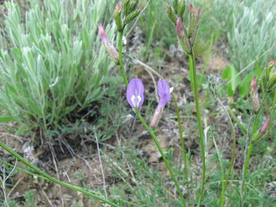 Astragalus skvortsovii, photographed by Andrey Sdobnikov