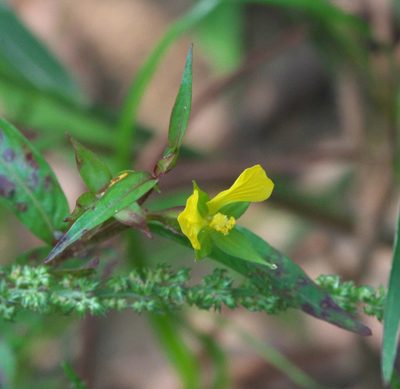 Ludwigia decurrens, photographed by Robert Webster