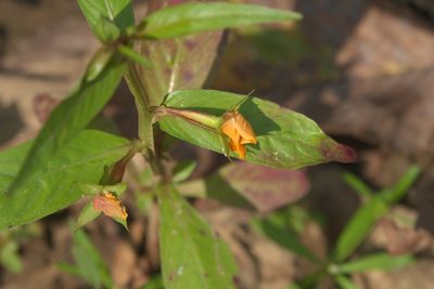Ludwigia decurrens, photographed by Robert Webster