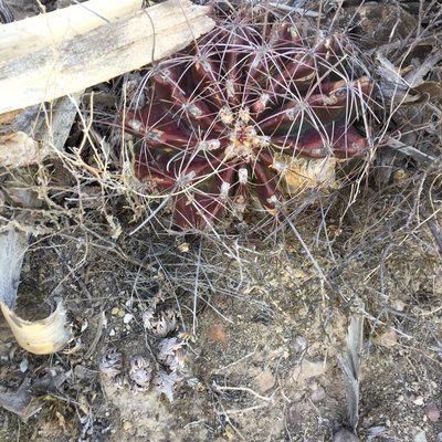 Ferocactus hamatacanthus, photographed by Karla M. Benítez