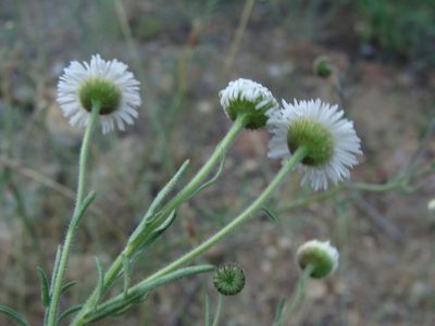 Erigeron neomexicanus, photographed by Alexis López Hernández