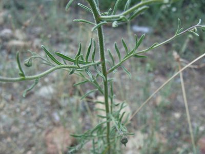 Erigeron neomexicanus, photographed by Alexis López Hernández