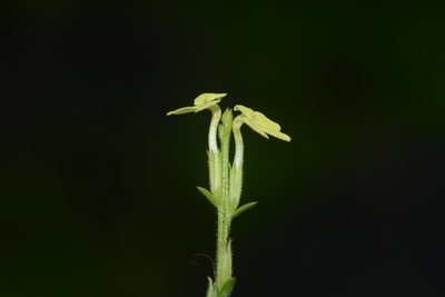 Striga asiatica, photographed by S.MORE