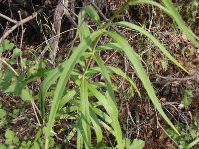 Verbesina longifolia, photographed by Alexis López Hernández