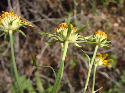 Verbesina longifolia, photographed by Alexis López Hernández