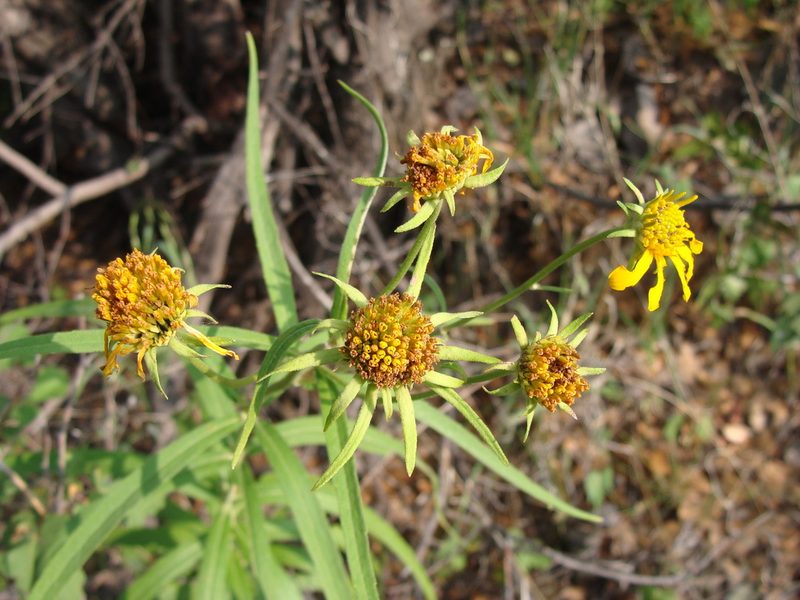 Verbesina longifolia, photographed by Alexis López Hernández