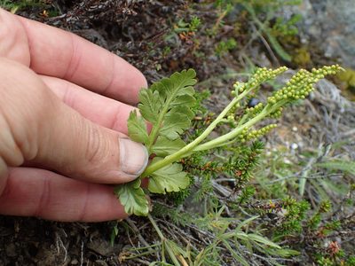 Botrychium pinnatum, photographed by Matt Bowser