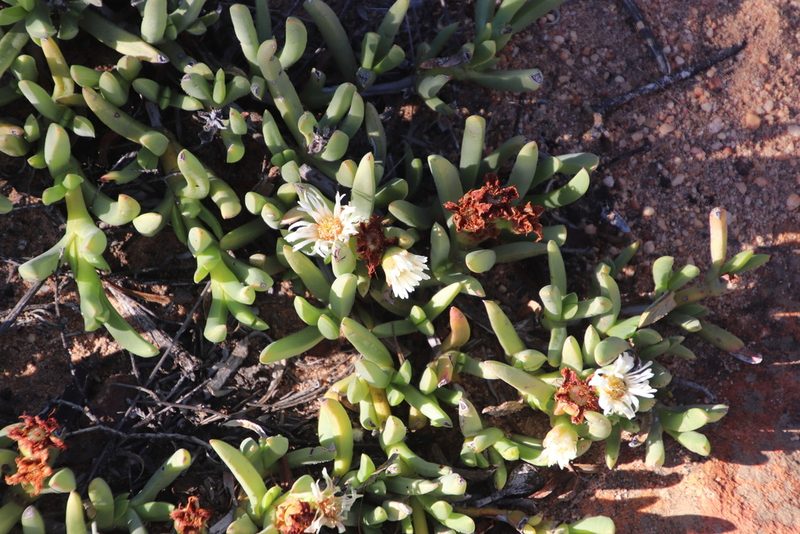 Ruschia albida, photographed by Tony Rebelo