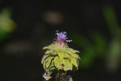 Phyllocephalum scabridum, photographed by S.MORE