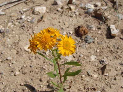 Xanthocephalum gymnospermoides, photographed by Alexis López Hernández