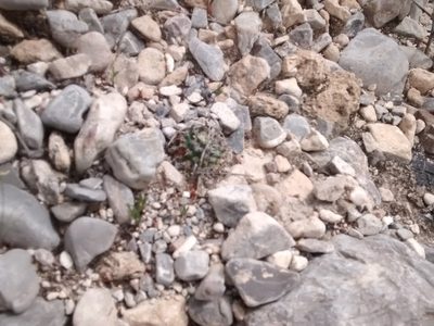 Mammillaria formosa, photographed by Alejandro Gómez Maya