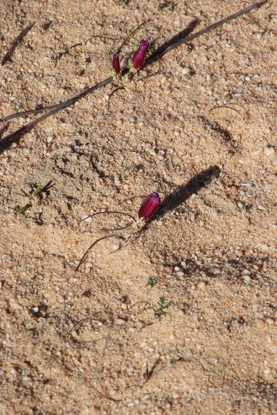 Romulea vinacea, photographed by Tony Rebelo