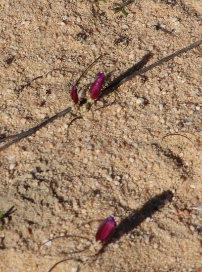 Romulea vinacea, photographed by Tony Rebelo