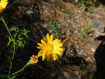 Gutierrezia wrightii, photographed by Alexis López Hernández