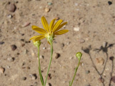 Gutierrezia wrightii, photographed by Alexis López Hernández