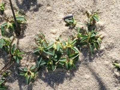 Euphorbia polygonifolia, photographed by Tom Field
