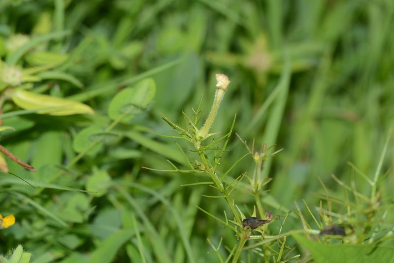 Rhamphicarpa fistulosa, photographed by S.MORE