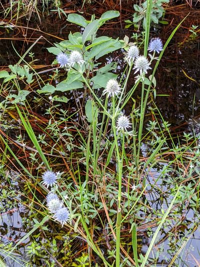 Eryngium aquaticum, photographed by Scott Allen Davis