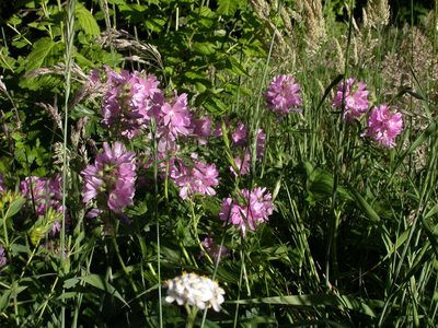 Sidalcea hirtipes, photographed by Yves Bas